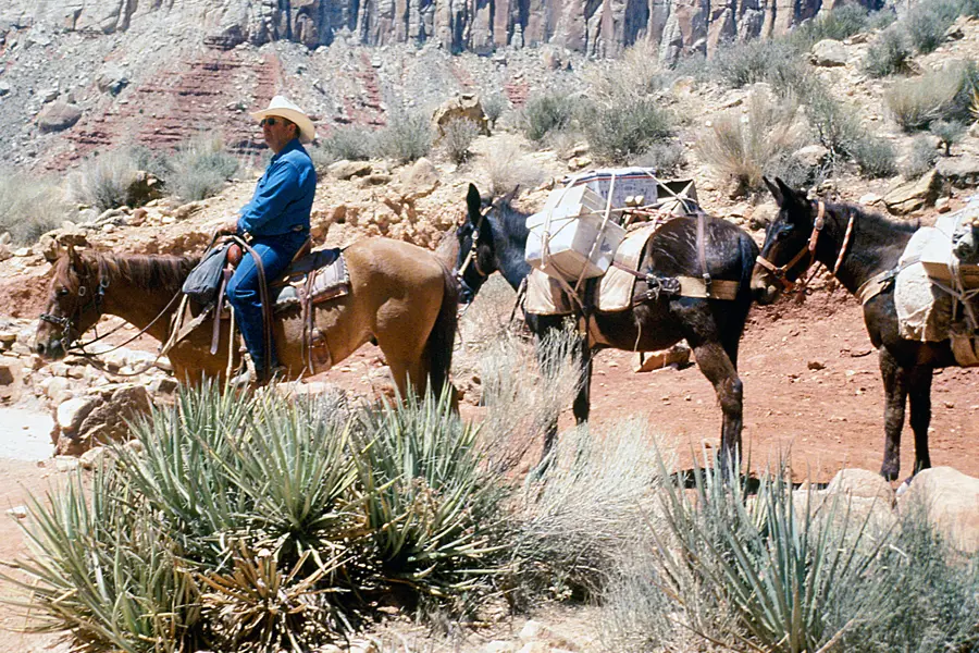 Image of the mule train carrying mail to Supai, Arizona