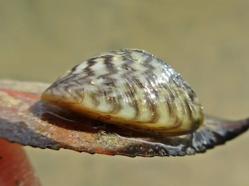 Image of zebra mussel